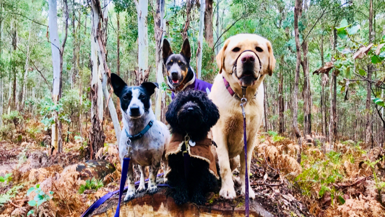 The Dog House Farm Stay | 46 Lawrie Rd, Beechworth VIC 3747, Australia | Phone: 0447 943 266