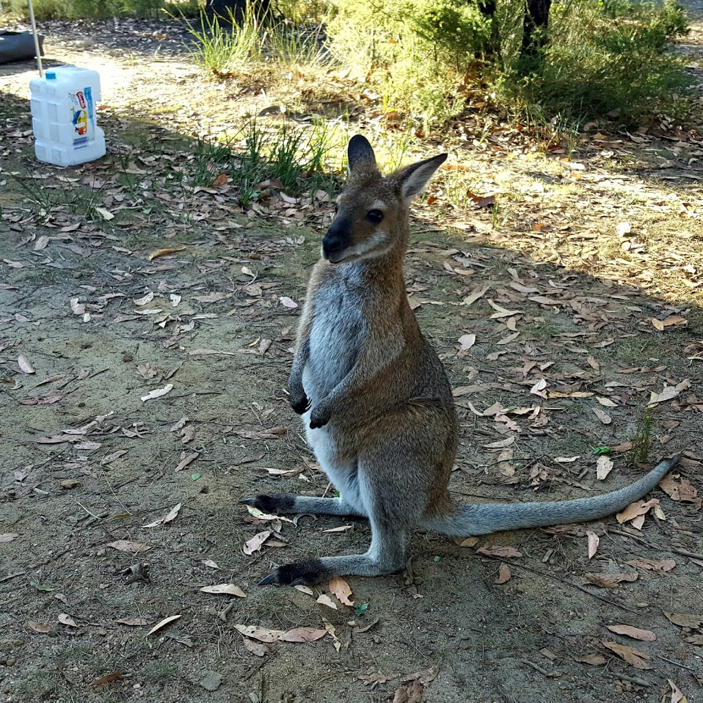 Strachans Campground | campground | Sawmill Track, Grampians VIC 3314, Australia | 131963 OR +61 131963