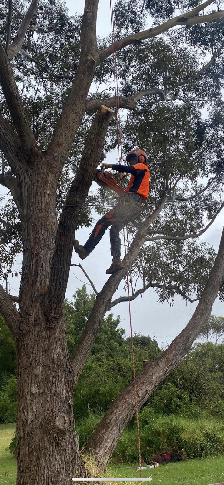 Davidson’s Tree Services | 22 Tynong Rd, Tynong VIC 3813, Australia | Phone: 0401 530 073