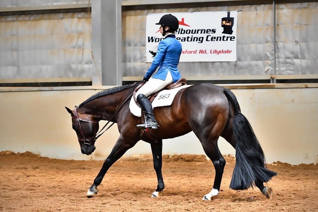 Boutique Show Horses | 251 Spring Flat S Ln, Spring Flat NSW 2850, Australia | Phone: 0428 550 615