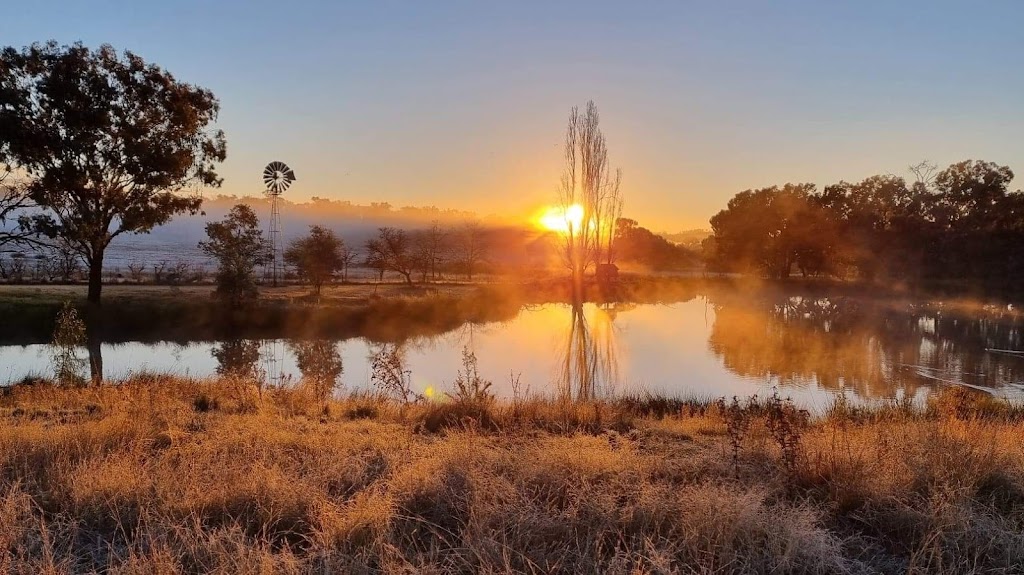 Wallareen Station | 725 Carrolls Rd, Yeoval NSW 2868, Australia | Phone: 0408 231 321
