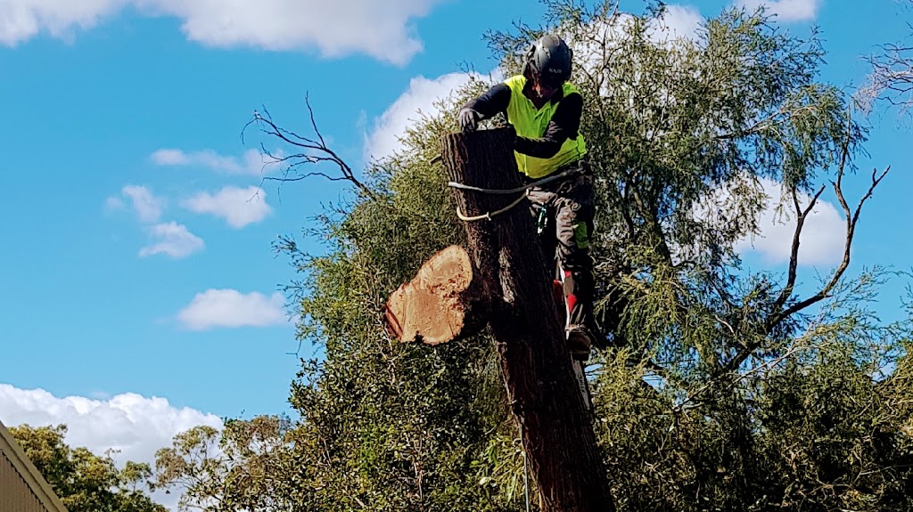 Sustainable Tree Care | park | 126 Indus St, Camp Hill QLD 4152, Australia | 0411956800 OR +61 411 956 800