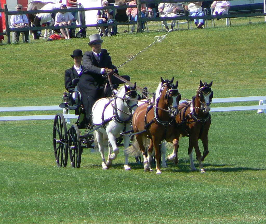 The Carriage Driver Essentials | 118 Peters Rd, Gisborne VIC 3437, Australia | Phone: 0411 519 004