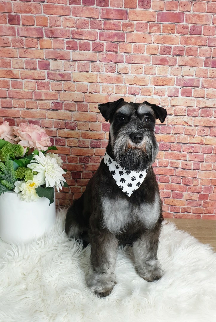 Jeeps Dog Grooming (Glenroy) | 127 Outlook Dr, Glenroy VIC 3046, Australia | Phone: 0432 289 265