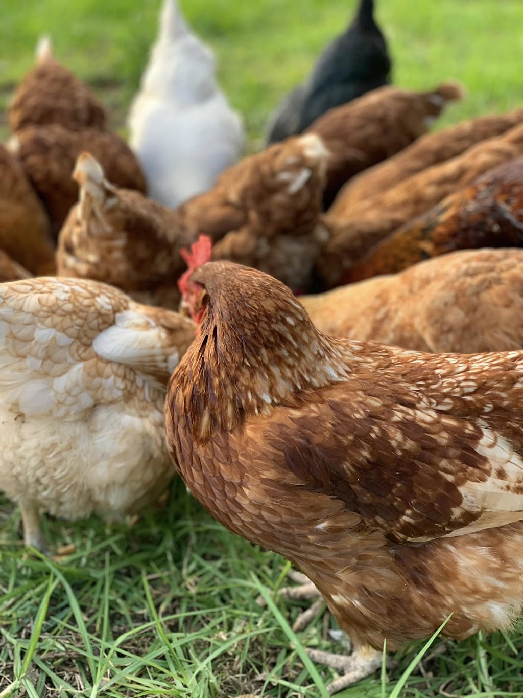 Cheeky Chooks Egg Farm | 37 Little Jilliby Rd, Little Jilliby NSW 2259, Australia | Phone: 0414 703 382