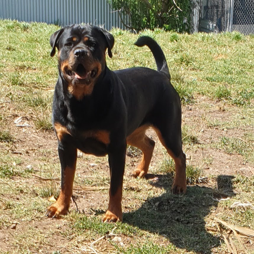 BEAUPARK ROTTWEILERS | Glencoe Rd, Glencoe SA 5291, Australia | Phone: 0422 175 990