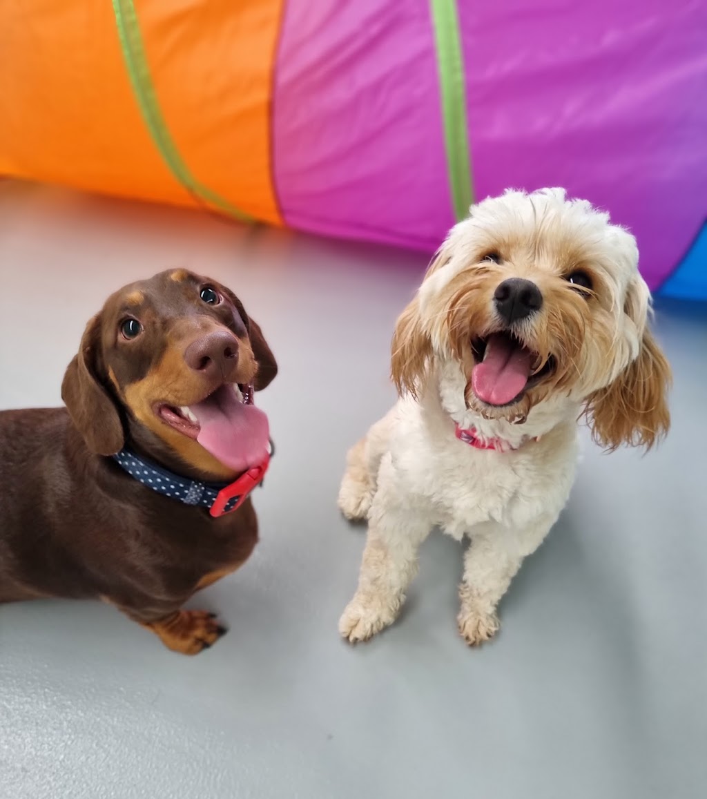 Simply Paws Daycare For Dogs | 1/13 Yandina Rd, West Gosford NSW 2250, Australia | Phone: 0415 838 082