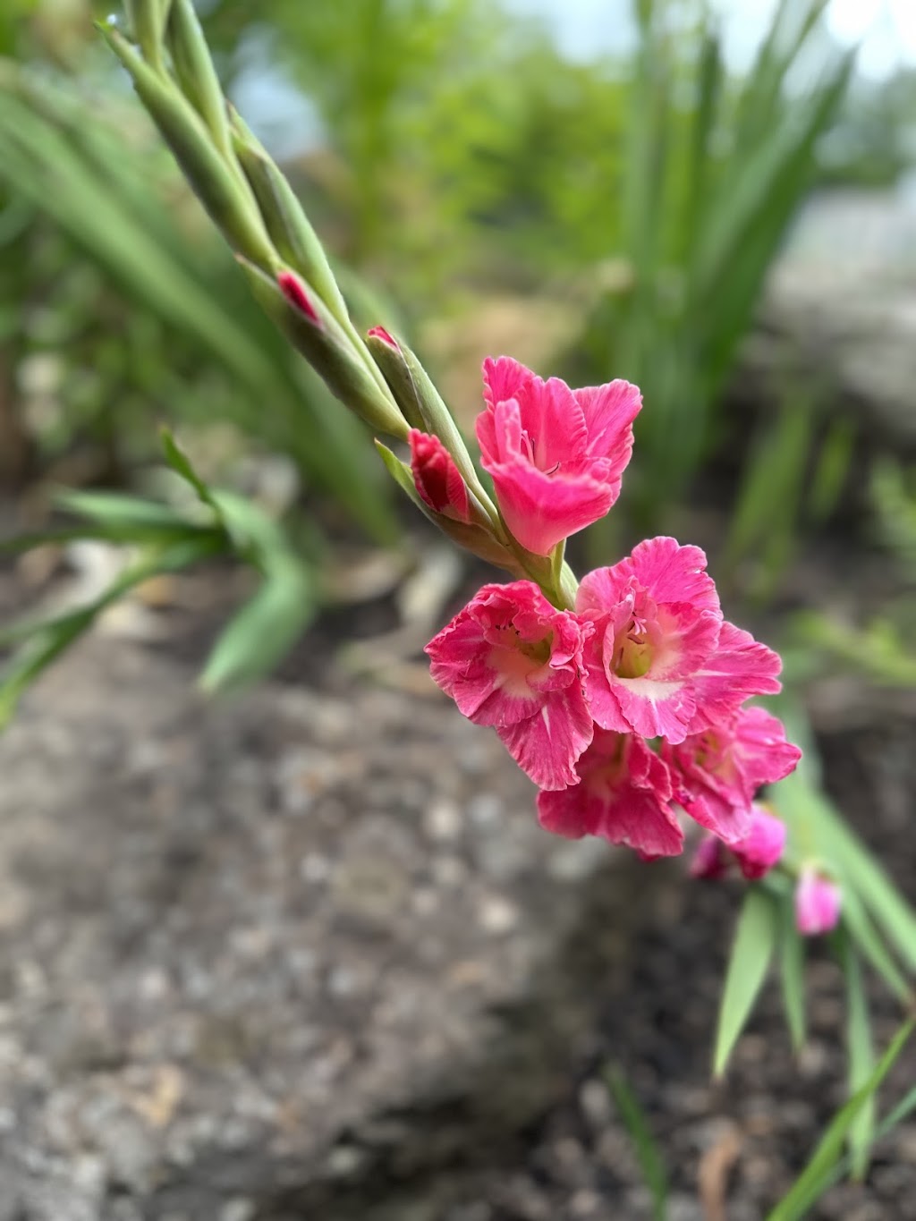 Red Earth Bulbs | 55 Spring Rd, Silvan VIC 3795, Australia | Phone: (03) 9737 9790
