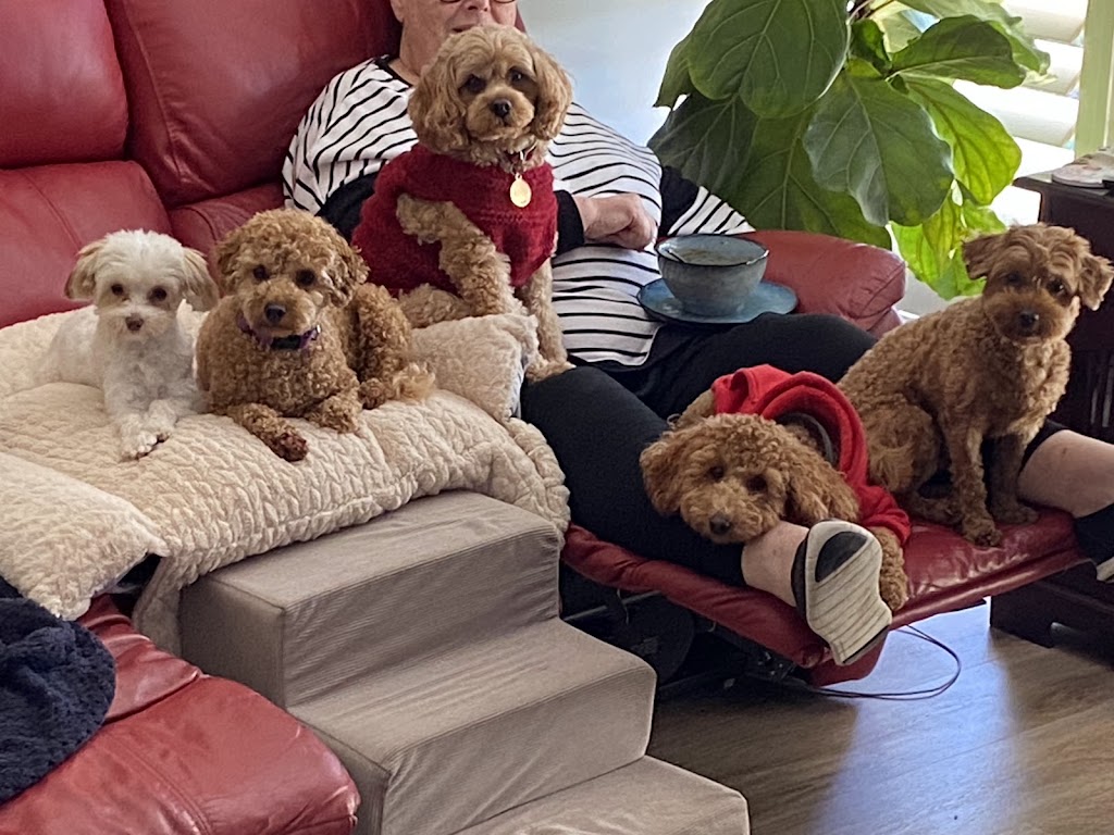 Oodles Of Fun Dog Boarding and Day Care | Mount Hutton NSW 2290, Australia | Phone: 0407 142 123