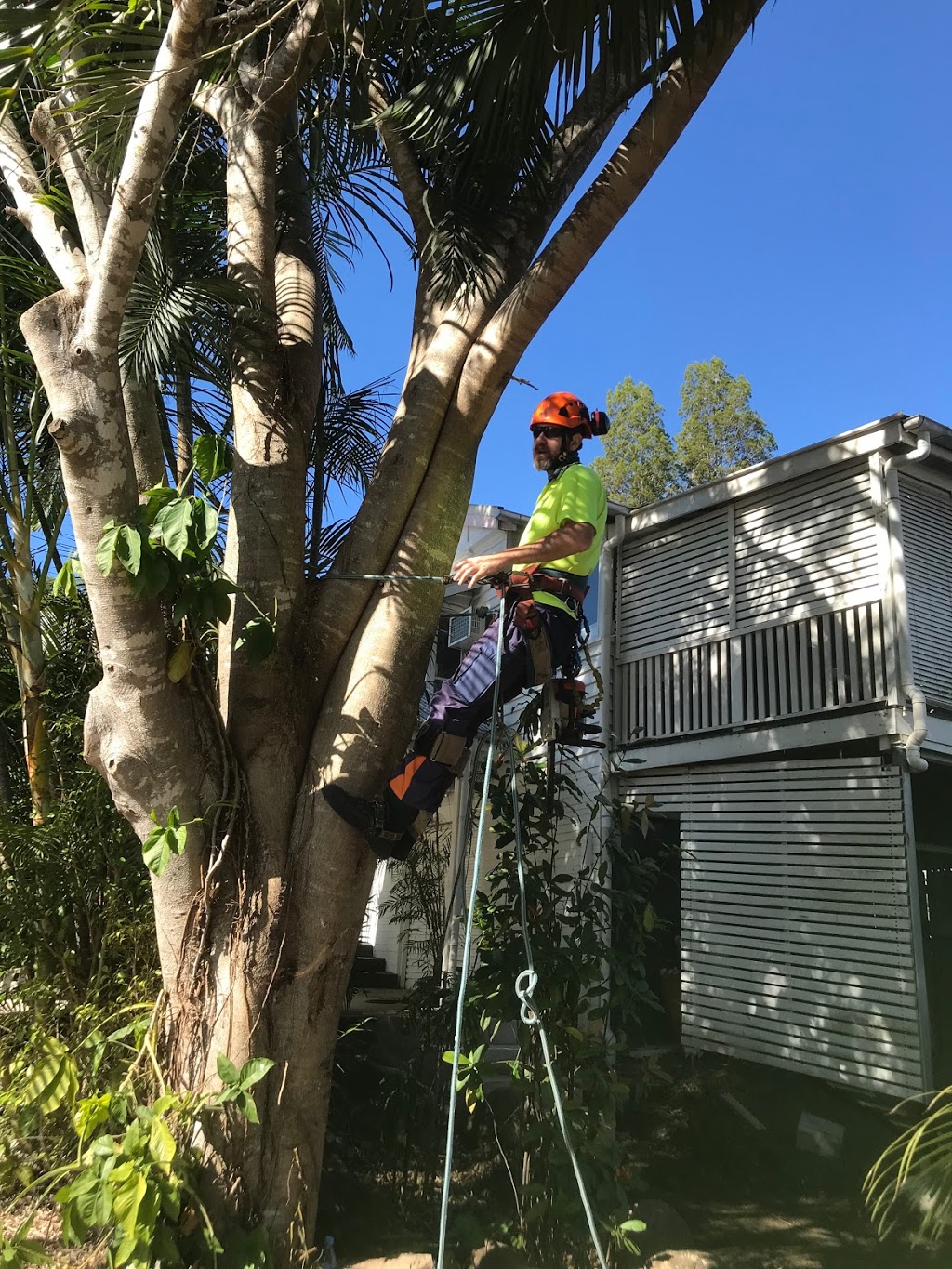 Brisbane Tree & Stumpgrinding Service | 95 Carinya St, Indooroopilly QLD 4068, Australia | Phone: (07) 3878 1458