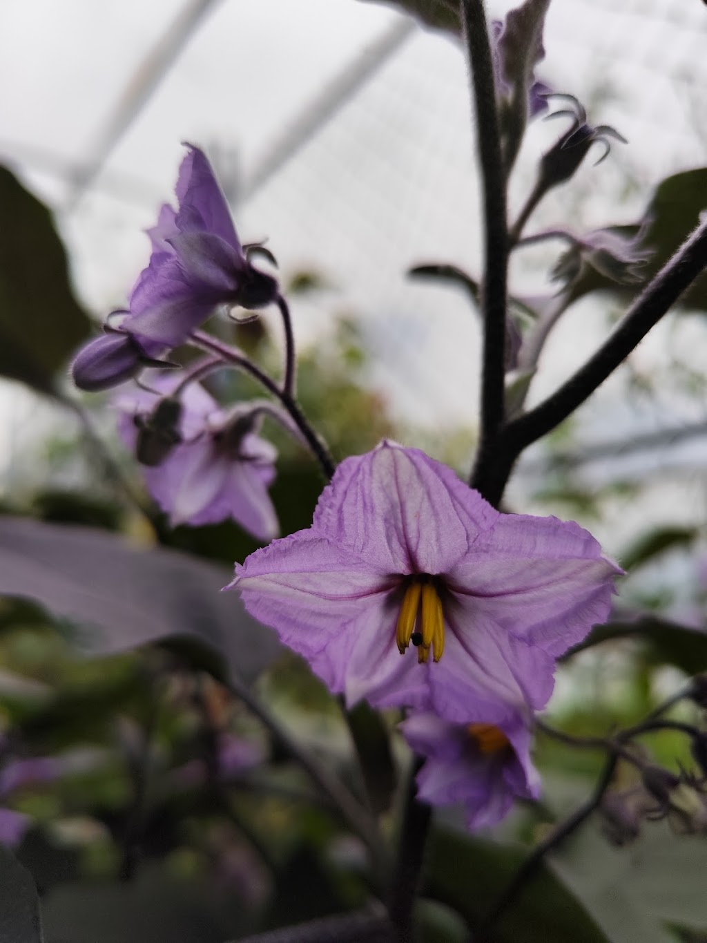Apollo Bay Community Garden | Apollo Bay VIC 3233, Australia | Phone: 0402 474 375