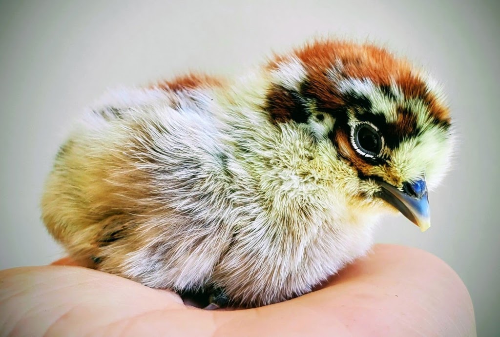 Aussie Chook Co | Dayboro QLD 4521, Australia | Phone: 0419 366 405