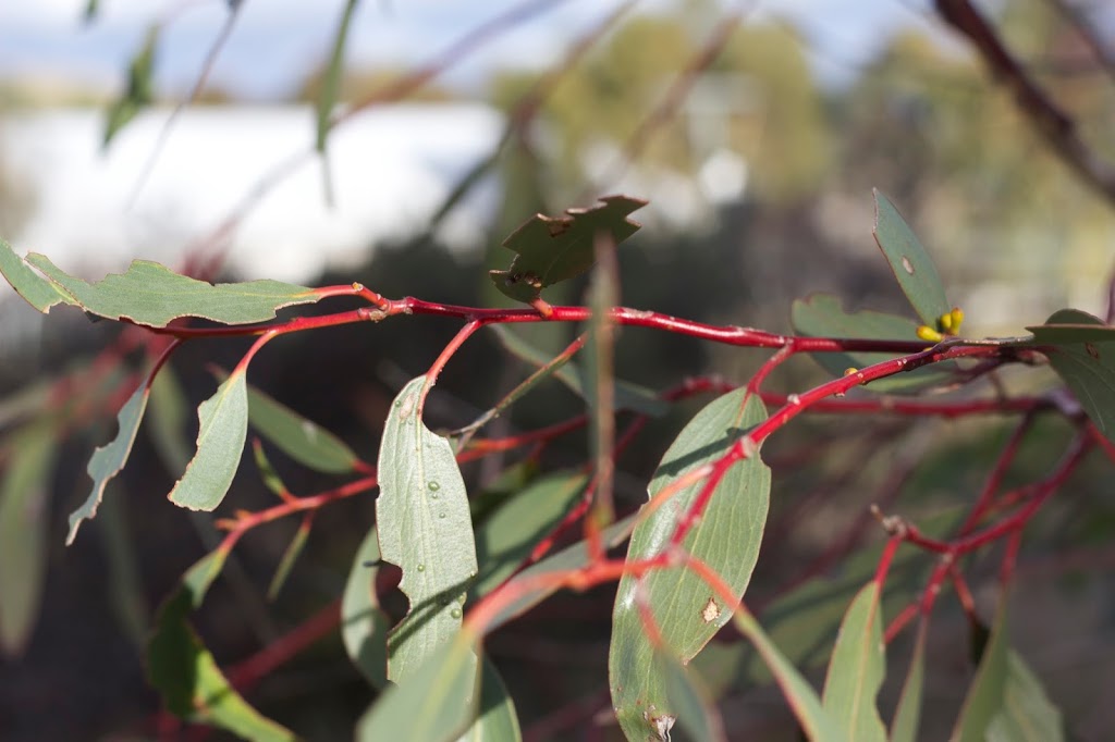 Monaro Native Tree Nursery |  | 168 Gunningrach Rd, Bombala NSW 2632, Australia | 0409584096 OR +61 409 584 096