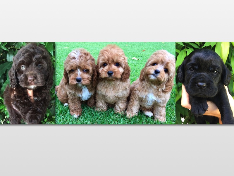 Designer K9 Breeders | 103 Smiths Ln, Pearcedale VIC 3912, Australia | Phone: 0477 776 069