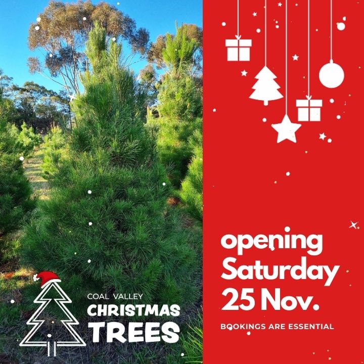 Coal Valley Christmas Trees | 1 Walworth Rd, Richmond TAS 7025, Australia | Phone: 0408 602 315
