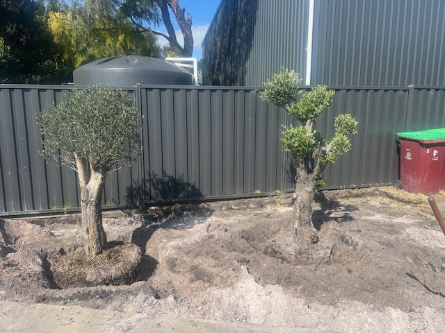 Palm Sale | Cannons Creek Rd, Cannons Creek VIC 3977, Australia | Phone: 0409 147 918