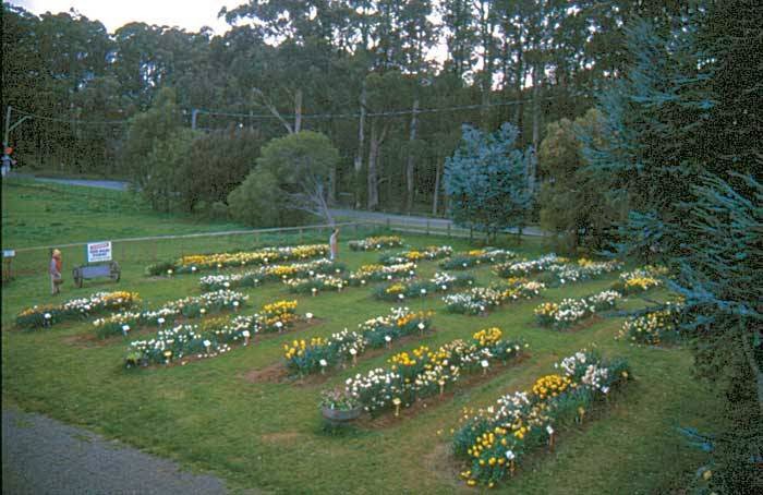 Hancocks Daffodils | park | 2 Jacksons Hill Rd, Menzies Creek VIC 3159, Australia | 0397543328 OR +61 3 9754 3328