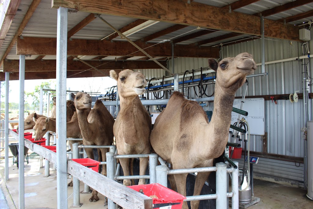 The Australian Wild Camel Corporation Pty Ltd |  | 2-32 Charles Chauvel Dr, Harrisville QLD 4307, Australia | 0754671706 OR +61 7 5467 1706