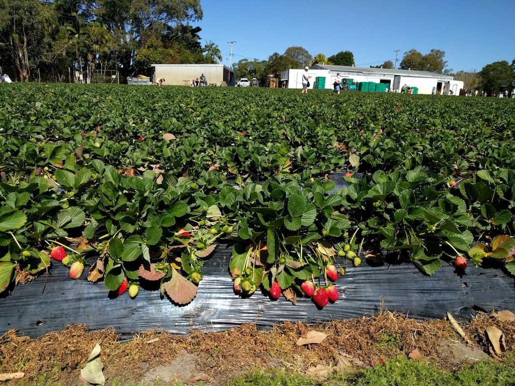 Strawberry Fields | cafe | 133 Laxton Rd, Palmview QLD 4553, Australia | 0754945146 OR +61 7 5494 5146