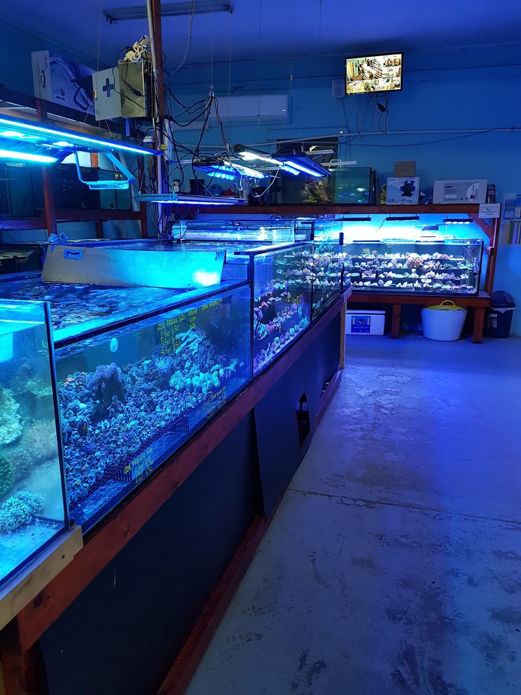 Fine Pebble Aquarium | pet store | 672 Parramatta Rd, Croydon NSW 2132, Australia | 0297985608 OR +61 2 9798 5608