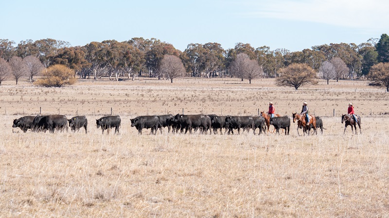 Eastern Plains Angus | 9212 Guyra Rd, Guyra NSW 2365, Australia | Phone: (02) 6779 4237