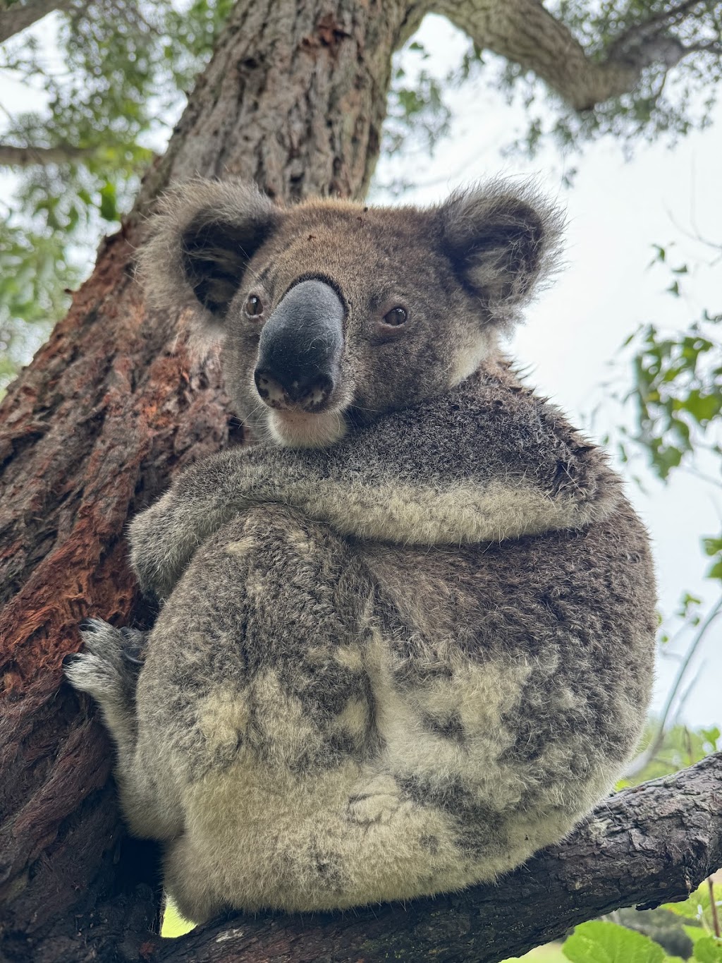 Iggys Haven @ Anna Bay | 10 Shelby Cl, Anna Bay NSW 2316, Australia | Phone: 0404 315 315