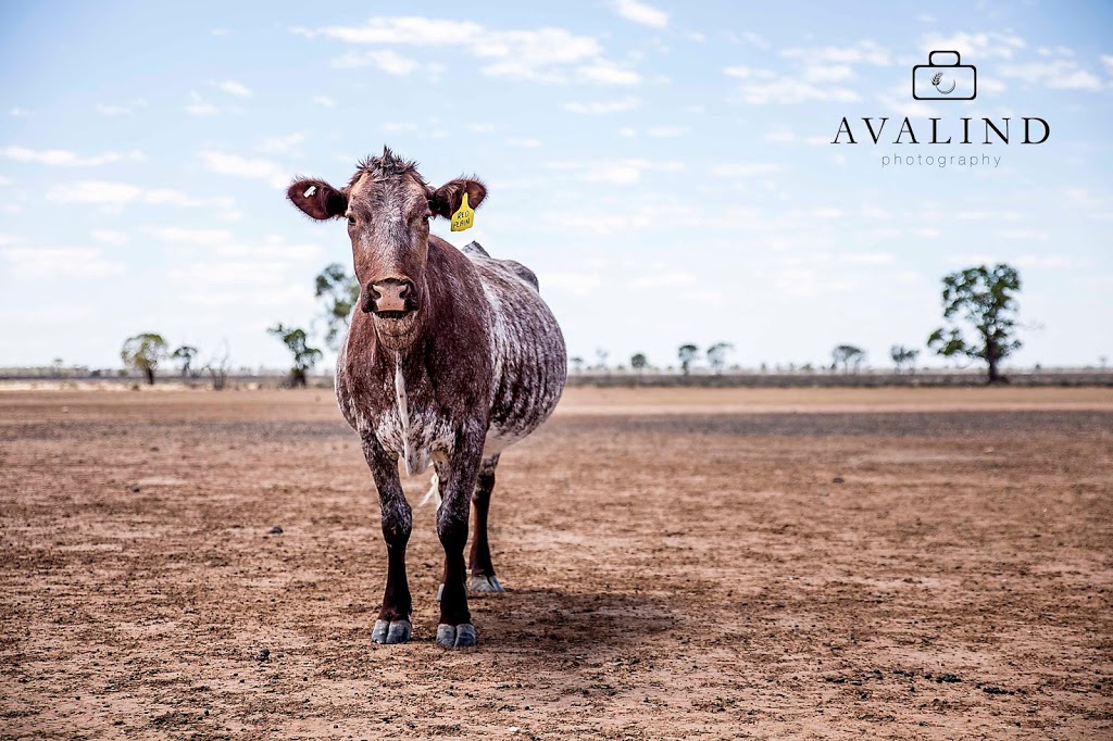 Avalind Photography | 31 Eulimore Rd, Eugowra NSW 2806, Australia | Phone: 0467 315 172