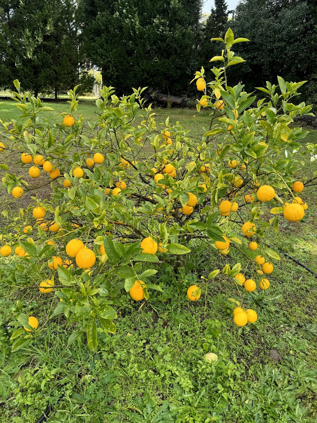 Sanctuary Organic Farm | 140 Niclins Rd, Mangrove Mountain NSW 2250, Australia | Phone: 0478 471 919