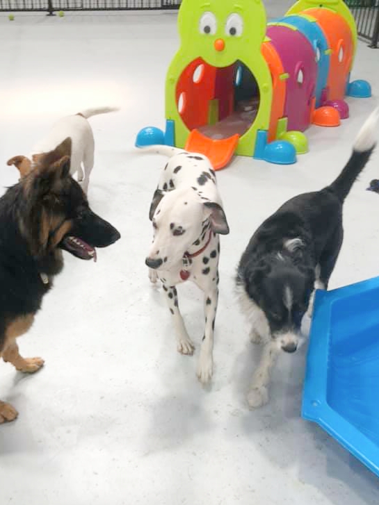 Bendigo Doggy Daycare | 19 Deborah St, Golden Square VIC 3555, Australia | Phone: 0484 919 177