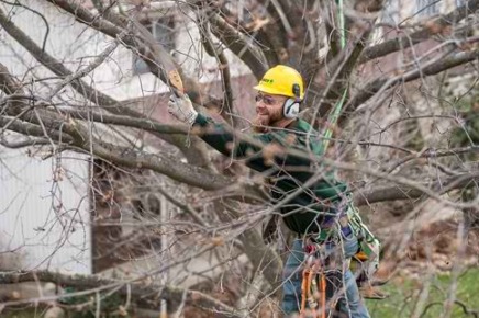 Sunshine Coast Tree Lopping Noosa |  | Unit 4/1 Margit Cres, Sunrise Beach QLD 4567, Australia | 0756463620 OR +61 7 5646 3620