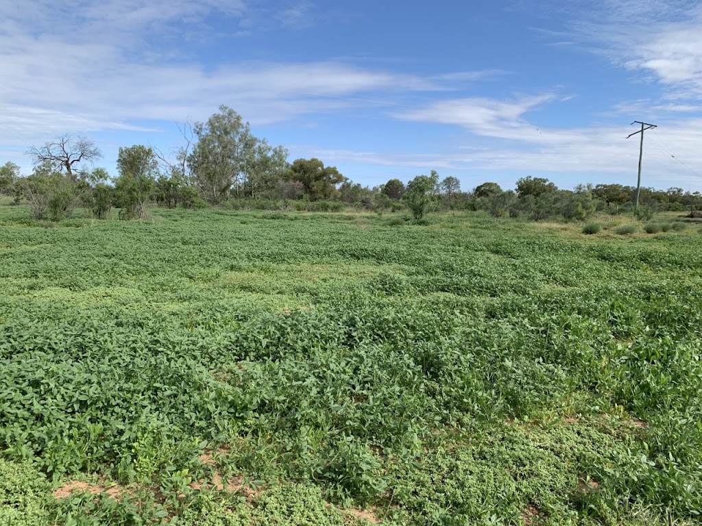 Kahmoo Pastarol Co | Kahmoo, thargomindah rd, Cunnamulla QLD 4490, Australia | Phone: 0417 902 277