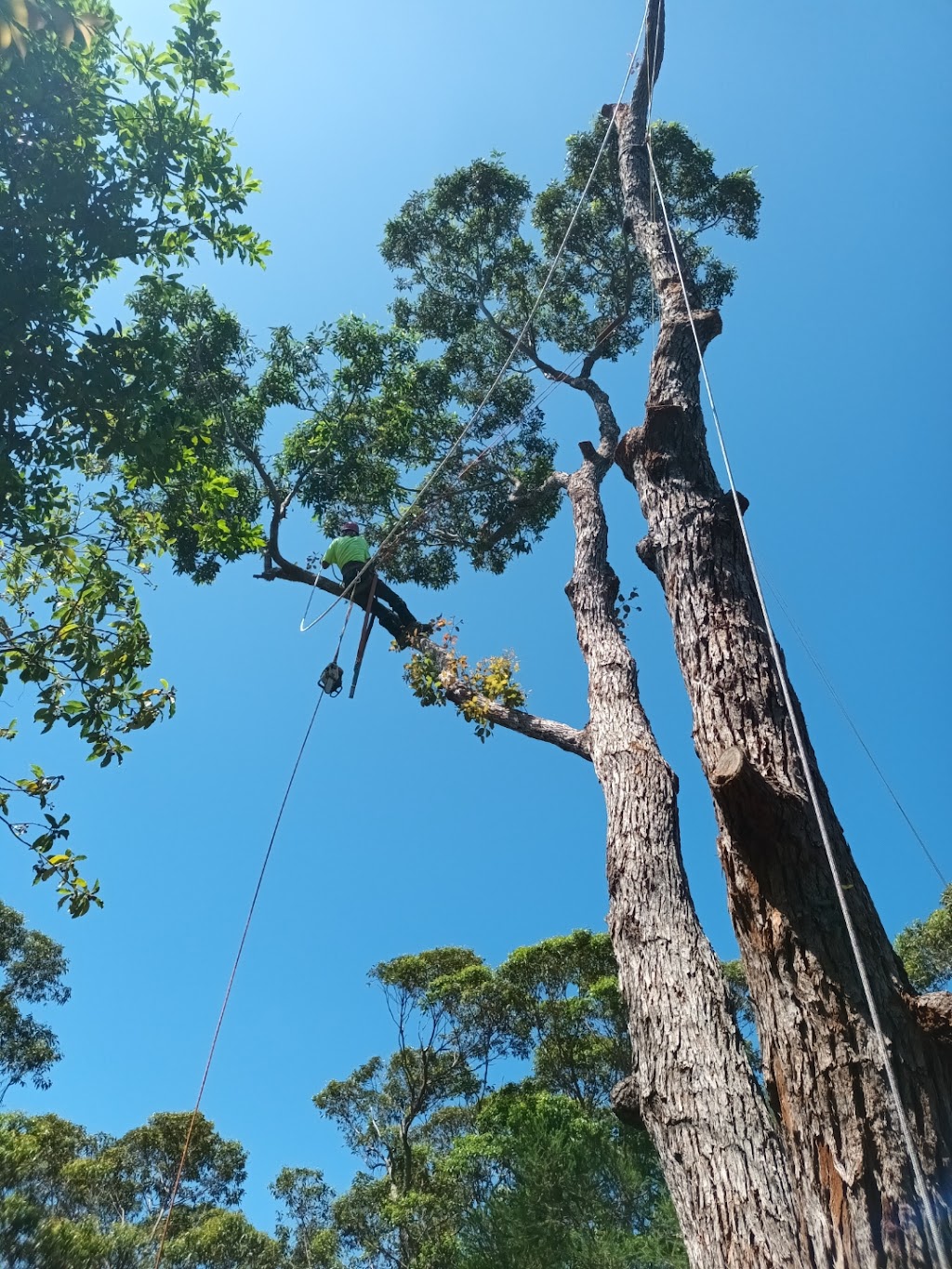 Richard Barnes Tree Services | 766 Wagonga Scenic Dr, Narooma NSW 2546, Australia | Phone: 0477 257 760