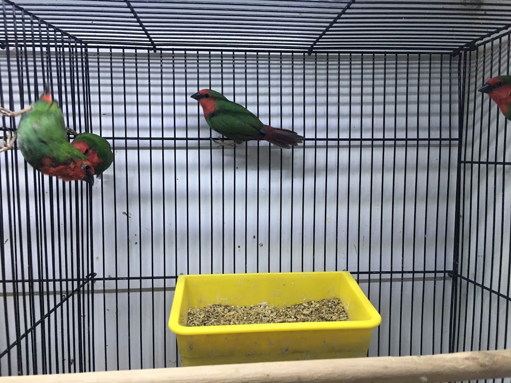 Victorian Bird Co | pet store | 2/2 Shaft Ct, Hoppers Crossing VIC 3029, Australia | 0383608887 OR +61 3 8360 8887