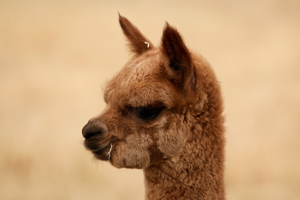 Haylilla Alpacas | food | Brunato Rd, Blewitt Springs SA 5171, Australia | 0419597998 OR +61 419 597 998