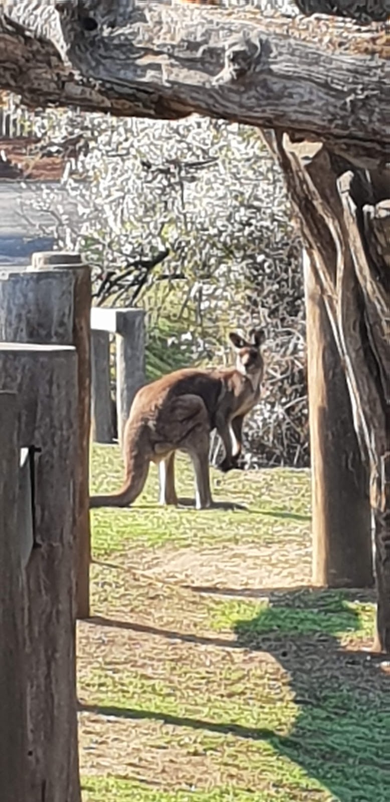 Hill End Historic Site | park | 26 English Ln, Hill End NSW 2850, Australia