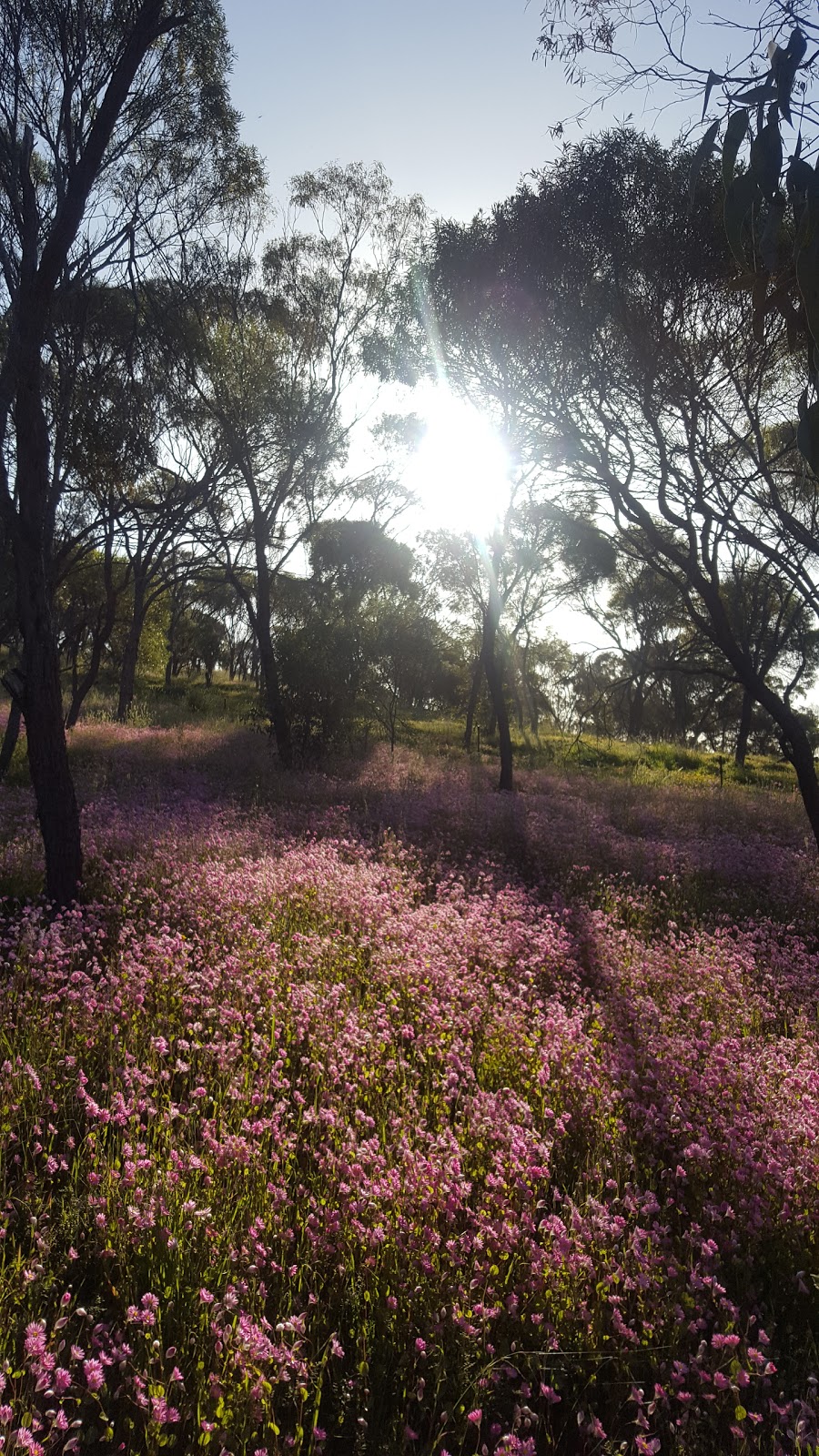 Pelham Reserve | park | Toodyay WA 6566, Australia