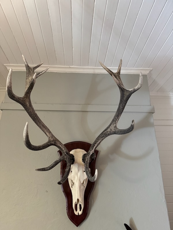 Mountain Top Taxidermy & Robyn Austin Leadlights | 113 Great Western Hwy, Mount Victoria NSW 2786, Australia | Phone: 0408 478 279