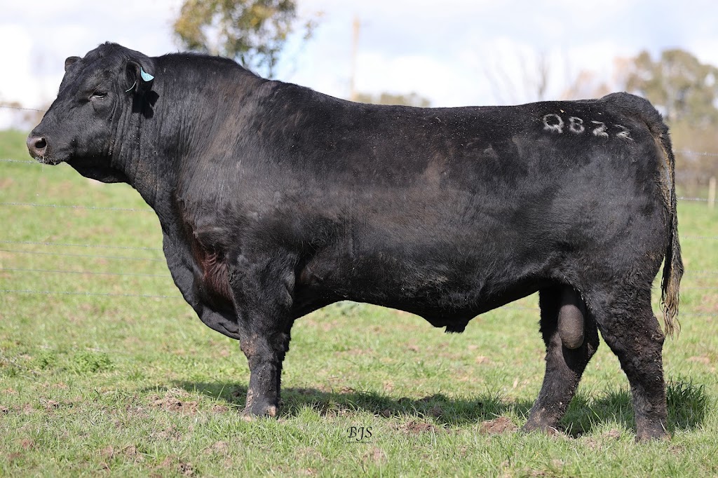 Yallambee Angus | 180 Belanglo Rd, Belanglo NSW 2577, Australia | Phone: 0429 444 349