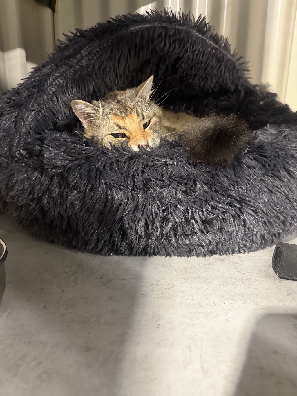 Crazy Cats Cattery | 555 Schoolhouse Ln, Tallarook VIC 3659, Australia | Phone: 0481 005 509