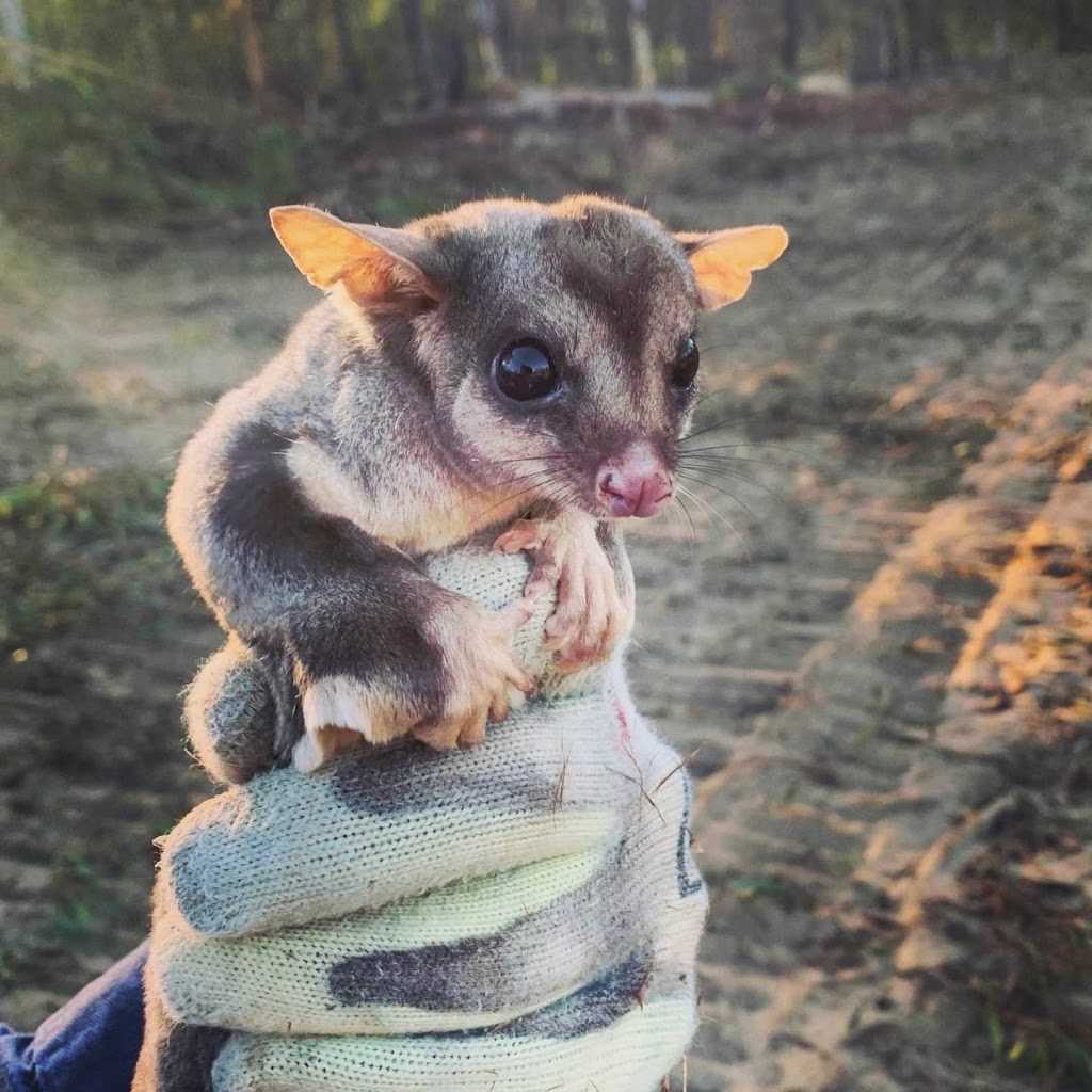 Biodiverse Environmental | 87 Eudlo School Rd, Eudlo QLD 4554, Australia | Phone: 0408 011 584