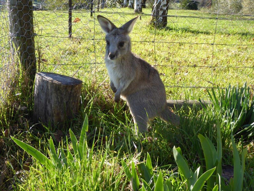 Mount Beauty Wildlife Rescue |  | 45 Valley Ave, Mount Beauty VIC 3699, Australia | 0421553527 OR +61 421 553 527