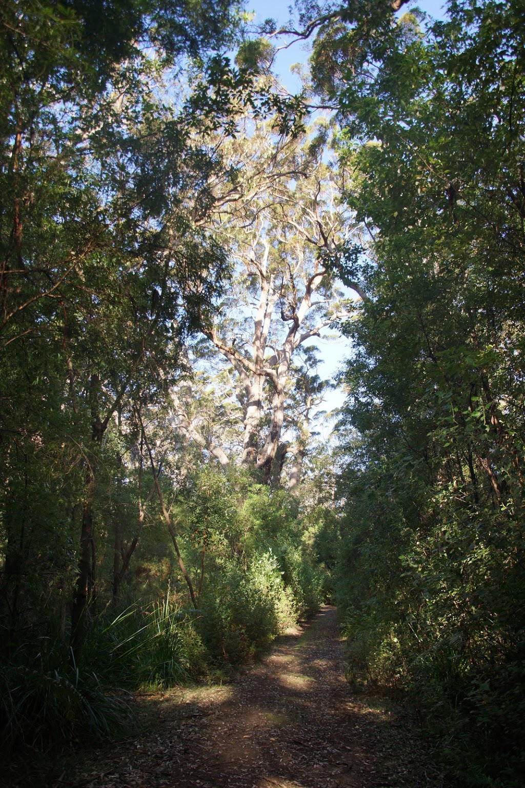 Mount Clare | park | LOT 2 Tinglewood Rd, Broke WA 6398, Australia