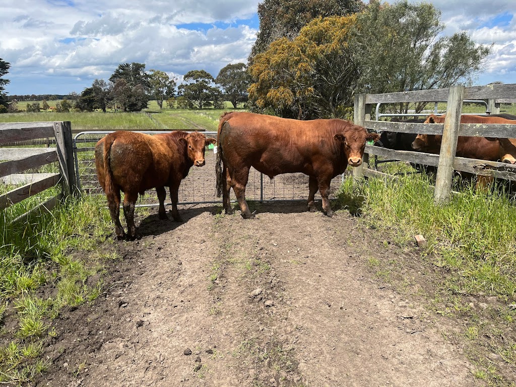 Otway Felix Limousin Stud | 165 Whytcross Ln, Birregurra VIC 3242, Australia | Phone: 0438 289 119