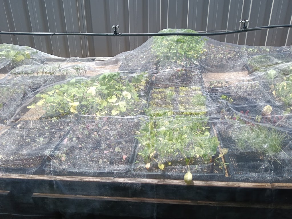 Rosemeadow Veggies Seedlings | 5 Fitzgibbon Ln, Rosemeadow NSW 2560, Australia | Phone: 0412 598 242