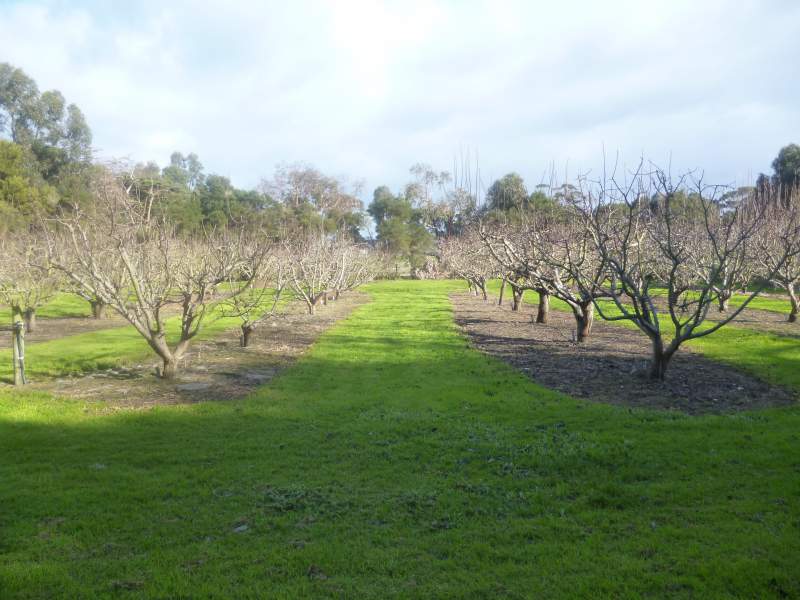 Heritage Pear Orchard |  | 18A Mill St, Toora VIC 3962, Australia | 0428864520 OR +61 428 864 520