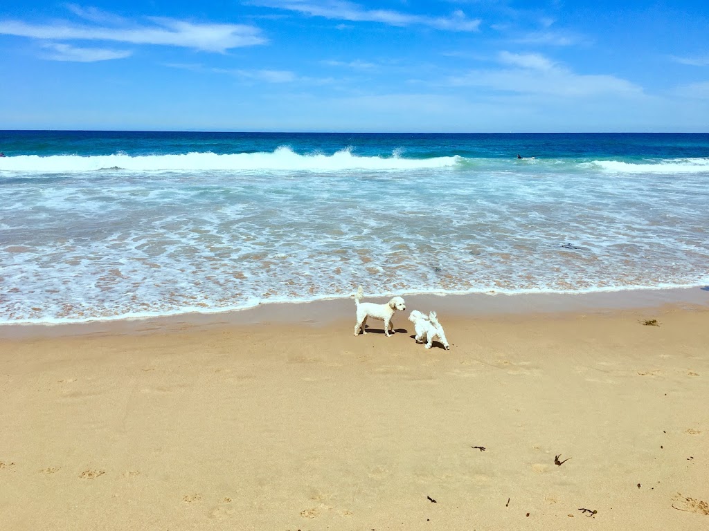 North Shelly Beach Dog Beach | park | Toowoon Bay NSW 2261, Australia | 0243505555 OR +61 2 4350 5555