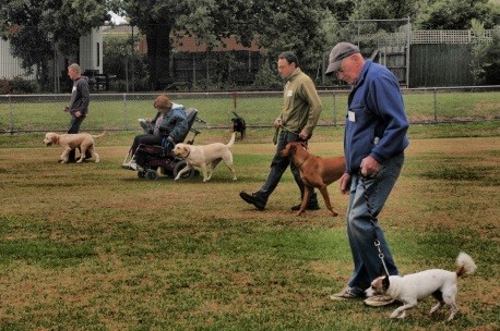 Dobermann & Dog Obedience Club Ltd | Electra Reserve, Ashwood VIC 3147, Australia | Phone: 0428 386 984