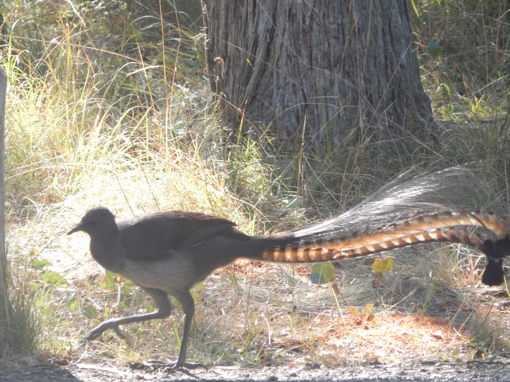 Oxley Wild Rivers National Park | Walcha NSW 2354, Australia | Phone: (02) 6777 4700