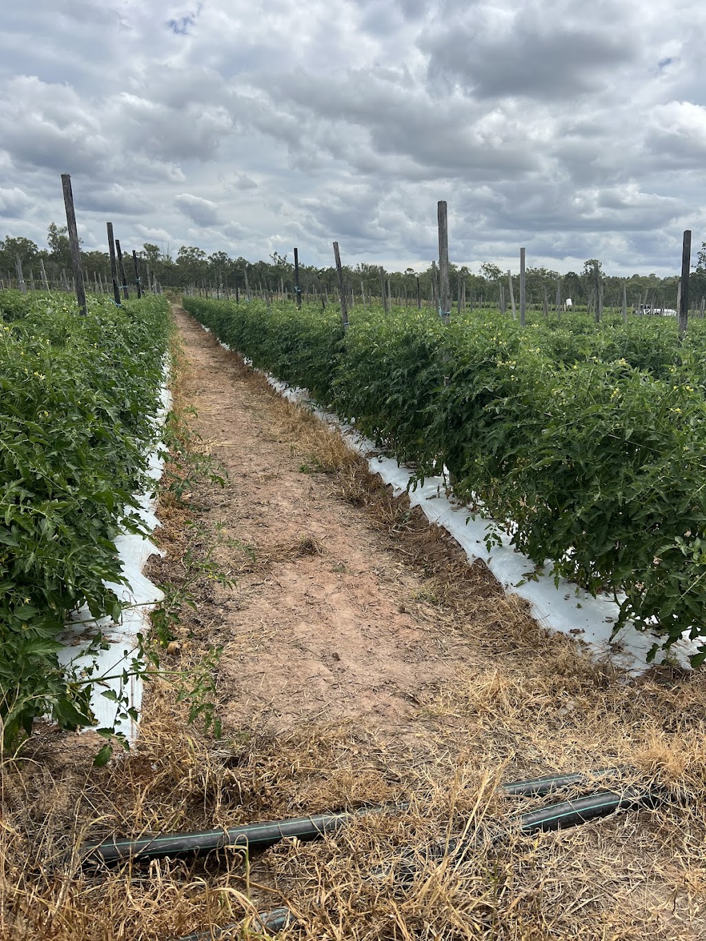 Khai Duy Farm | 27 Kelly Rd, Spring Creek QLD 4343, Australia | Phone: 0478 067 949