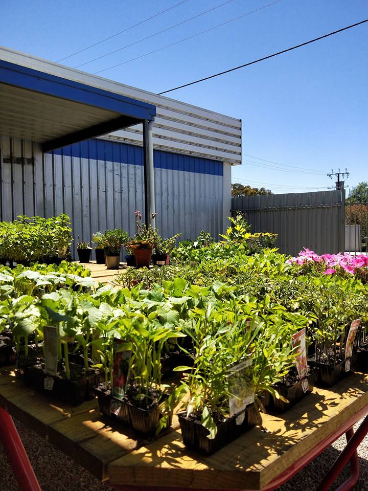 Traffic Blooms | 97 Scott St, Bordertown SA 5268, Australia | Phone: 0435 583 694